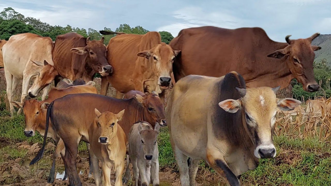 Menggiring Lembu Sapi Jinak Berkeliaran Dijalan  - Sapi Joged, Suara Sapi , Sapi Lucu, Sapi Sehat.