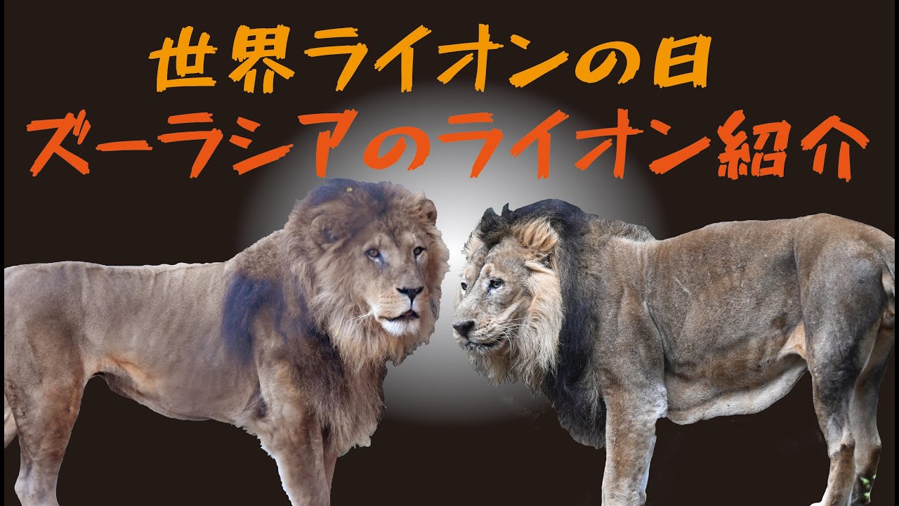 世界ライオンの日　ズーラシアのライオン紹介！【ズーラシア公式】
