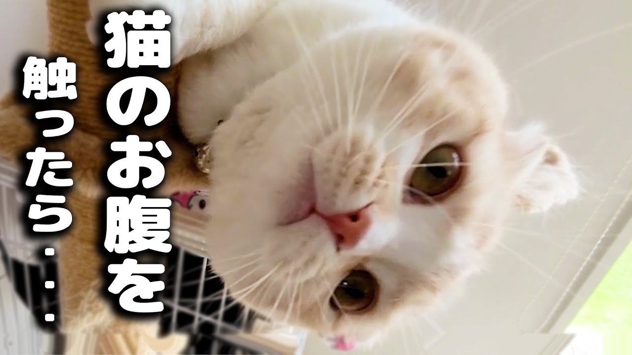 初めて猫のお腹を触ってみたらとんでもない事に...