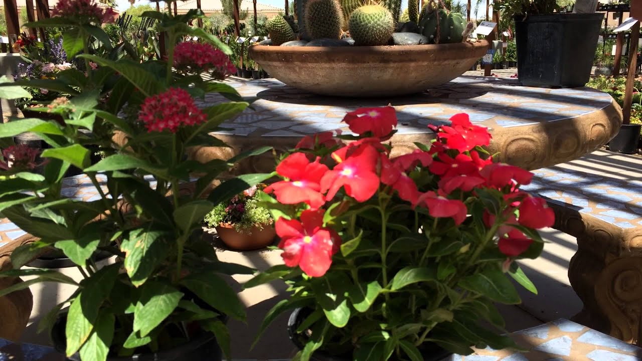 Summer plants.