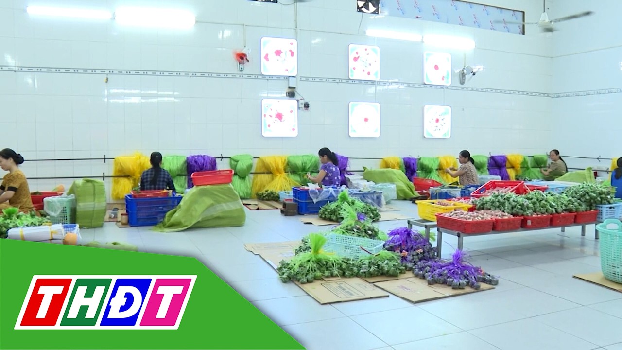 Giữ lửa nghề làm nem Lai Vung - Giữ hồn di sản | Lửa làng nghề - 25/2/2026 | THDT