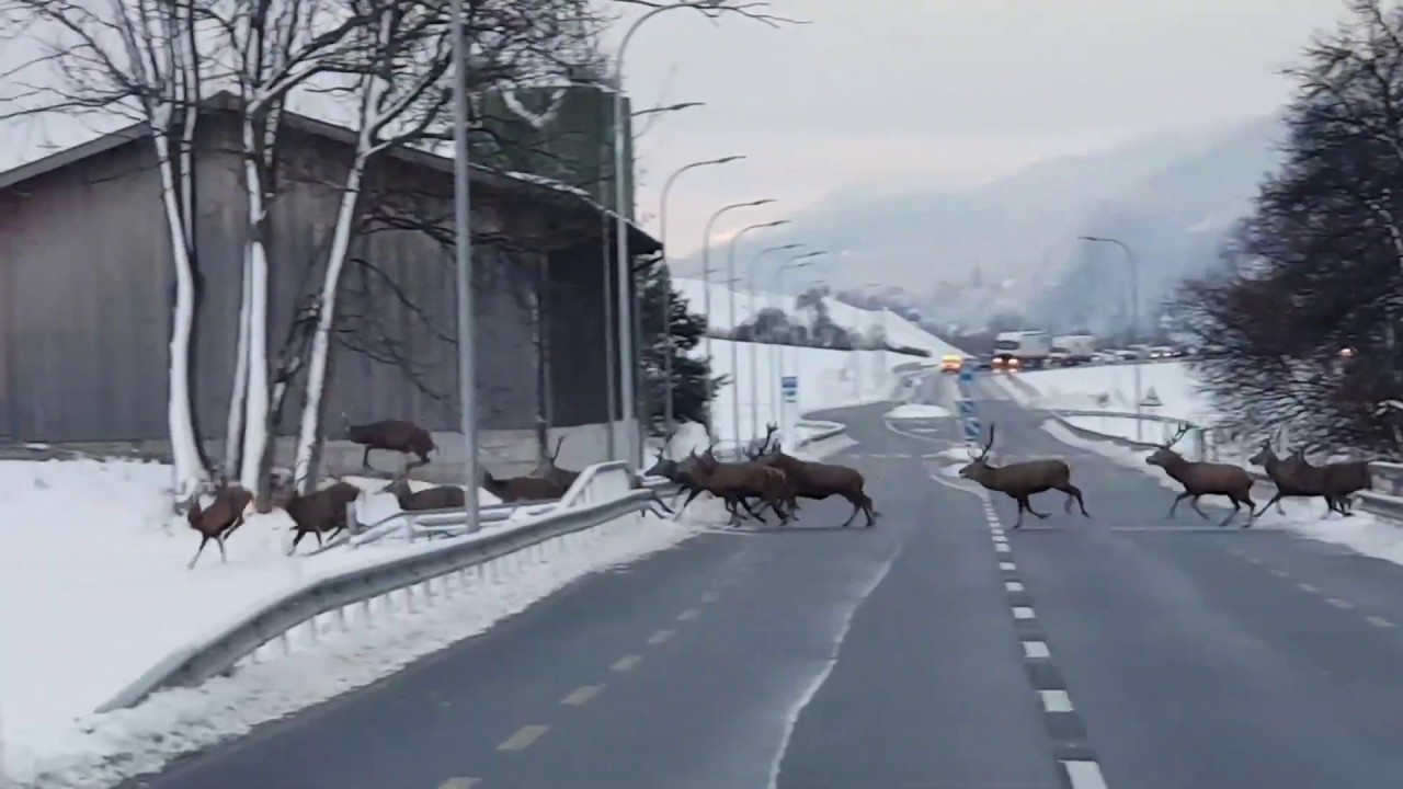 Hirschrudel in Chur in Rettung gebracht