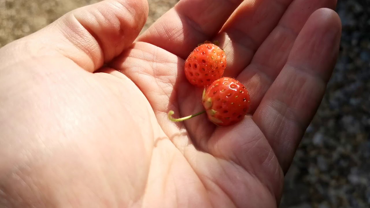 Standen (4)
