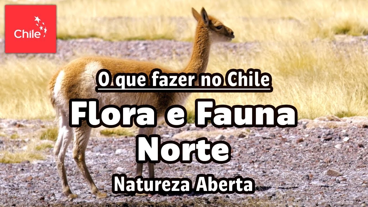 O que fazer no Chile: Flora e Fauna Norte - Natureza Aberta