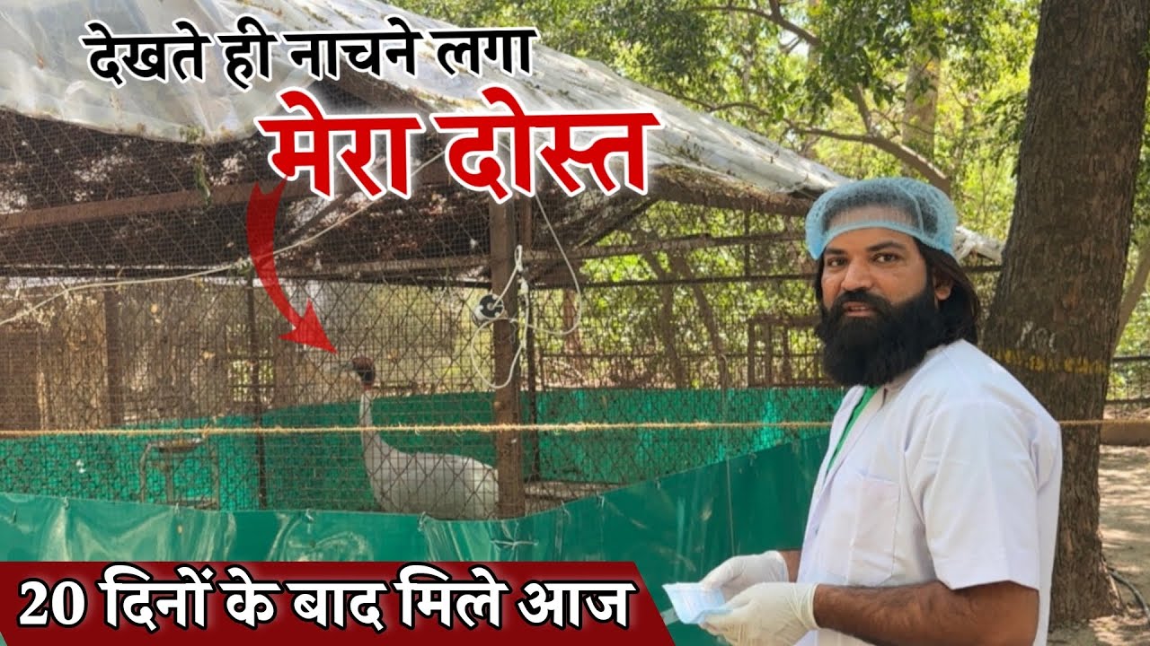 कैदियों के तरह रह रहा मेरा दोस्त सारस || Arifgujjar saras ka dost