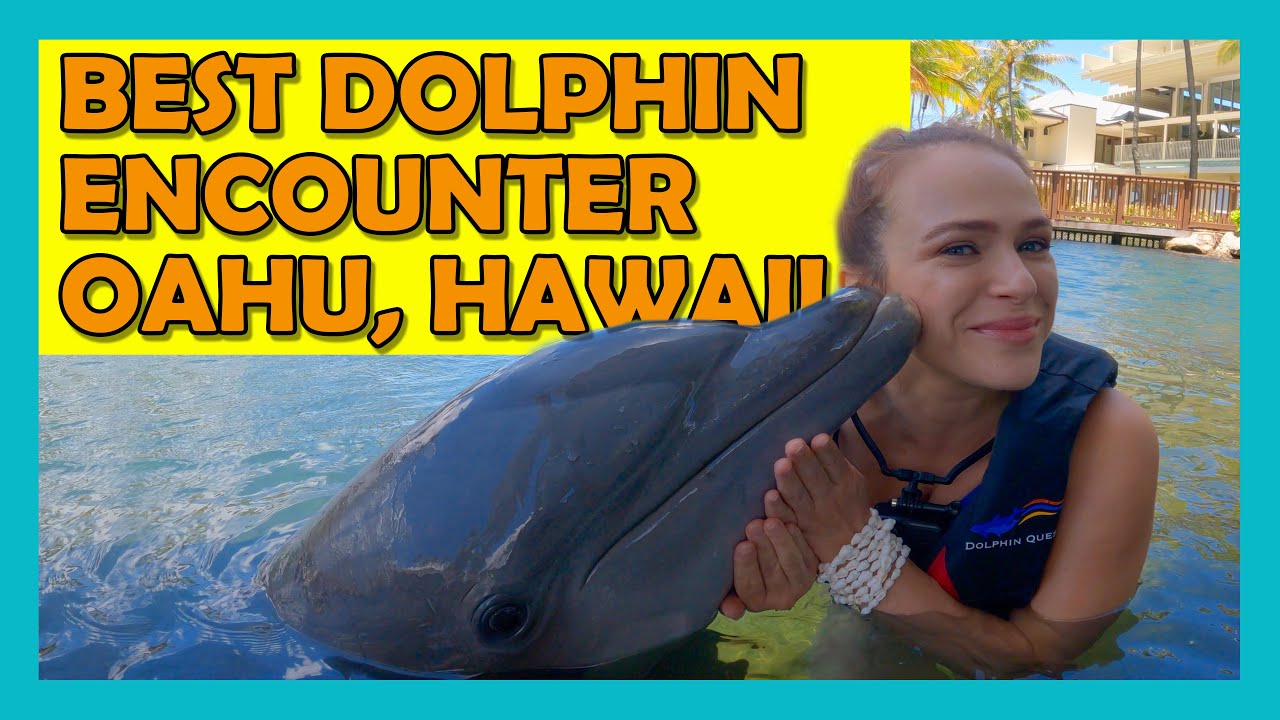 Dolphin Quest Encounter Review | Kahala Resort | Oahu Hawaii