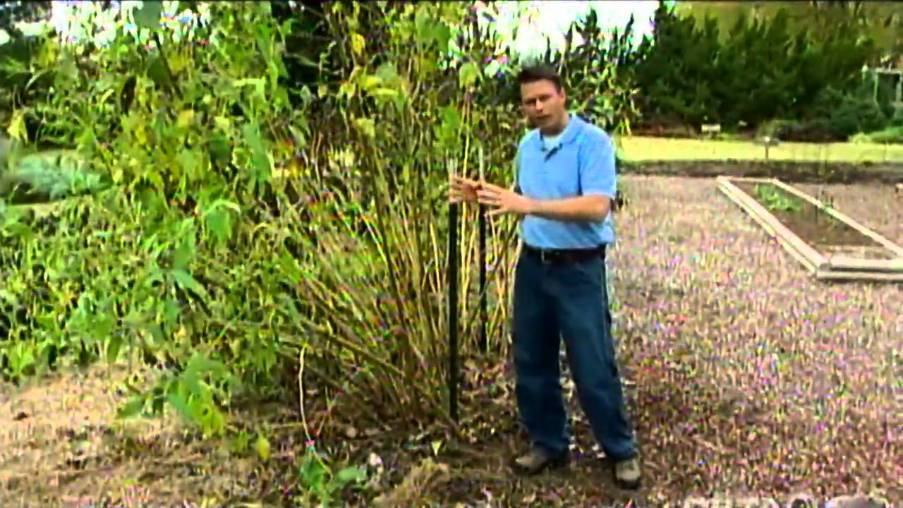 Harvesting Jerusalem Artichoke