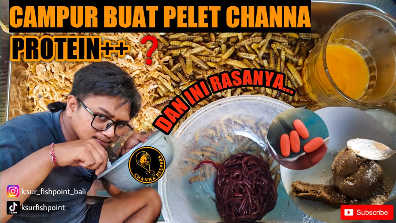 CARA BUAT SEDERHANA❗️BAHAN PELET UNTUK CHANNA❗️ALAMI TANPA BAHAN KIMIA❗️PROTEIN++