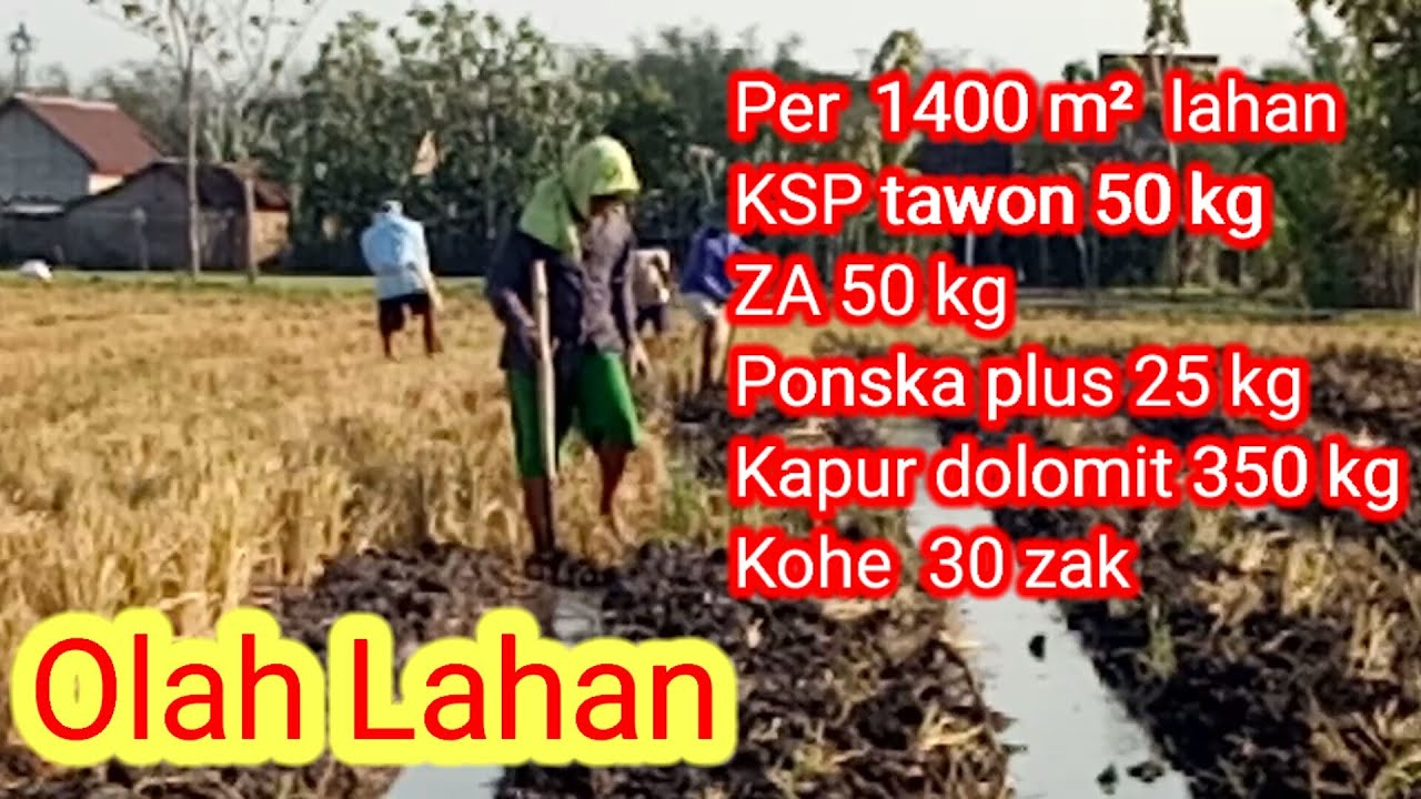 Olah lahan melon