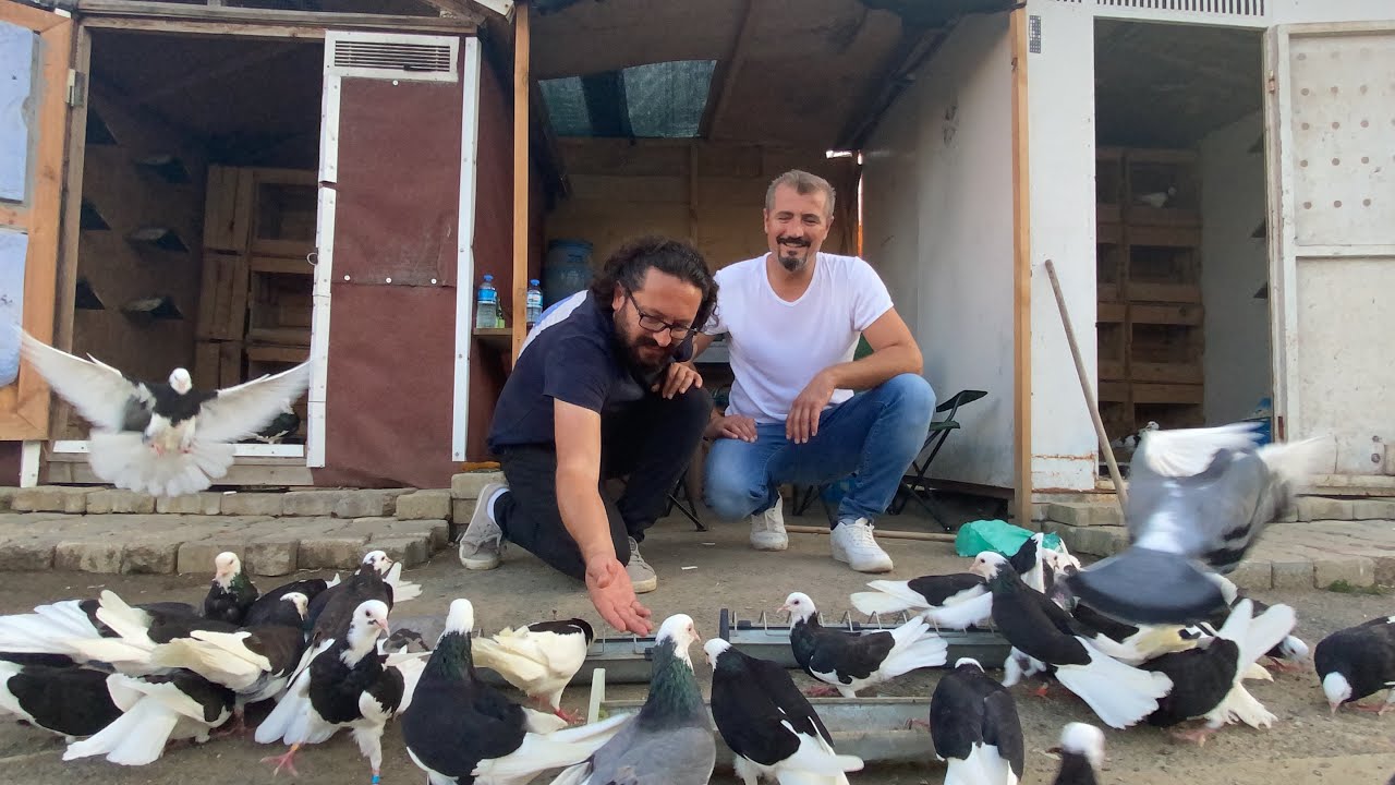 GÜVERCİN DEĞİL PERVANE BUNLAR.../DÖNEK GÜVERCİN UÇURDUK ÇOK GÜZEL DÖNÜŞLER YAKALADIK/ KÜMES ZİYARETİ