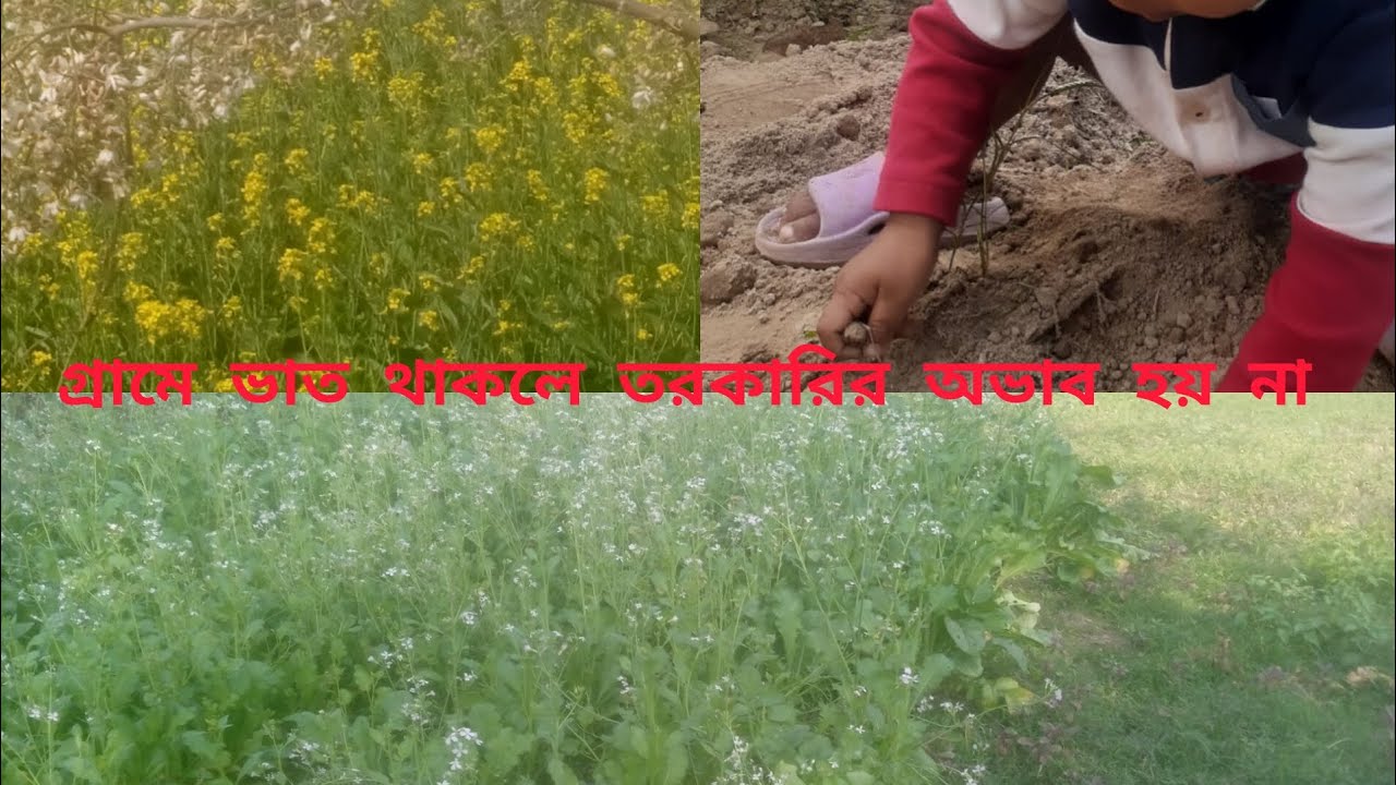  মূলা শাক মাছ দিয়ে রান্না করার মজাদার রেসিপি 