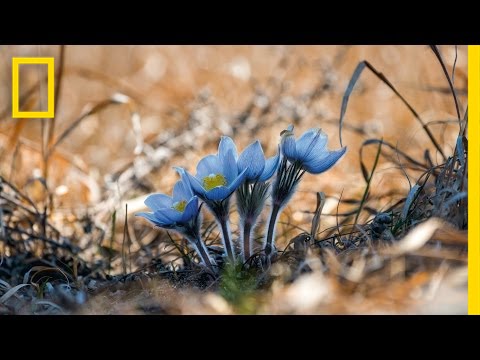 Photos: Watch Spring Bloom Before Your Eyes | National Geographic