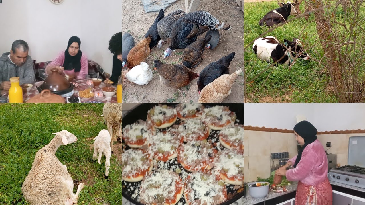 اليوم شاركت معكم الفطور ديالي شوفوا الطبيعه في الباديه🐓🐏