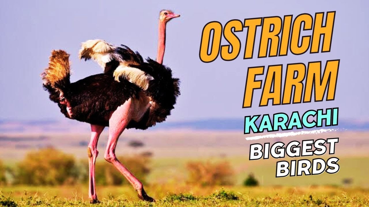 One Of The Best Ostrich Farm In Karachi | Biggest Birds | One Of The Tallest Bird. @ThisIsHamzaAli
