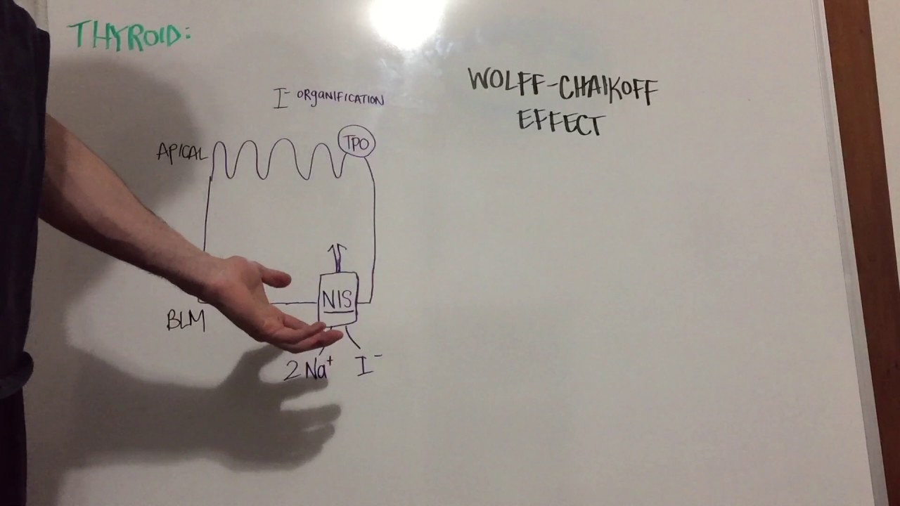 Wolff-Chaikoff Effect and Escape: Explained