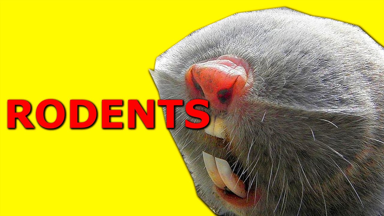 RODENTS - Learn names in under 2 minutes