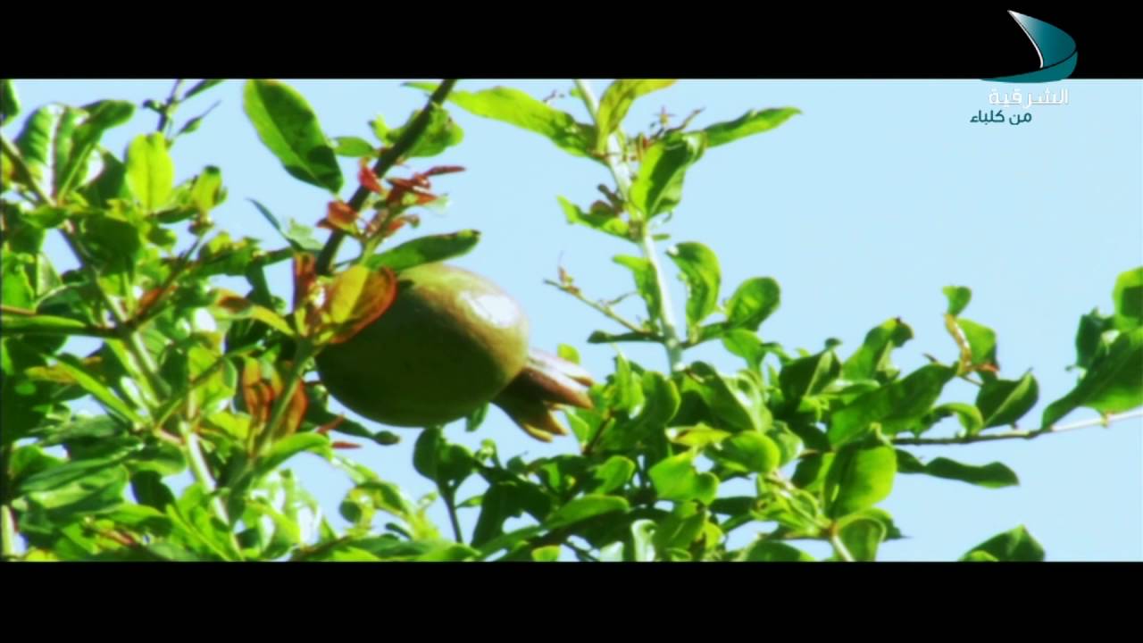 قناة الشرقية من كلباء / صباح الشرقية / تقرير عن الحديقة الإسلامية