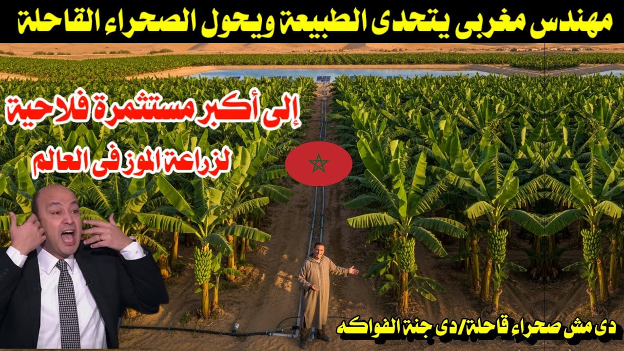 مهندس مغربى يتحدى الطبيعة ويحول الصحراء القاحلة إلى أكبر مستثمرة فلاحية لزراعة الموز فى العالم 
