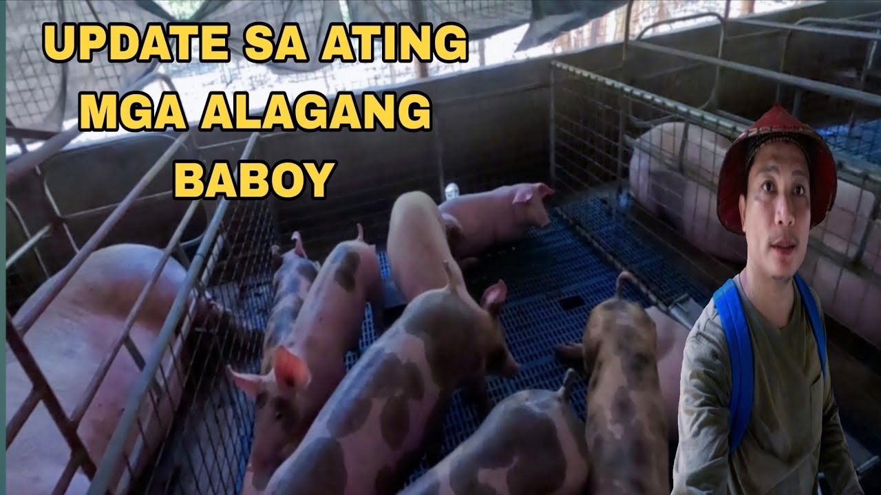 PAGLILIPAT NG MGA BIIK MALALAKI NA SILA