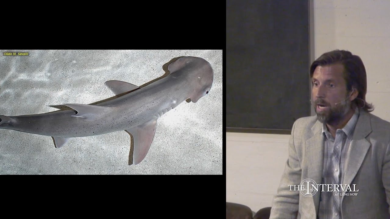 Magnetic sense: sharks do it, can we do it, too? &mdash; James Nestor at The Interval