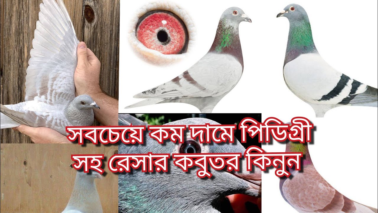 #সবচেয়ে #কম_দামে পেডিগ্রি সহ #রেসার #কবুতর #কিনুন
