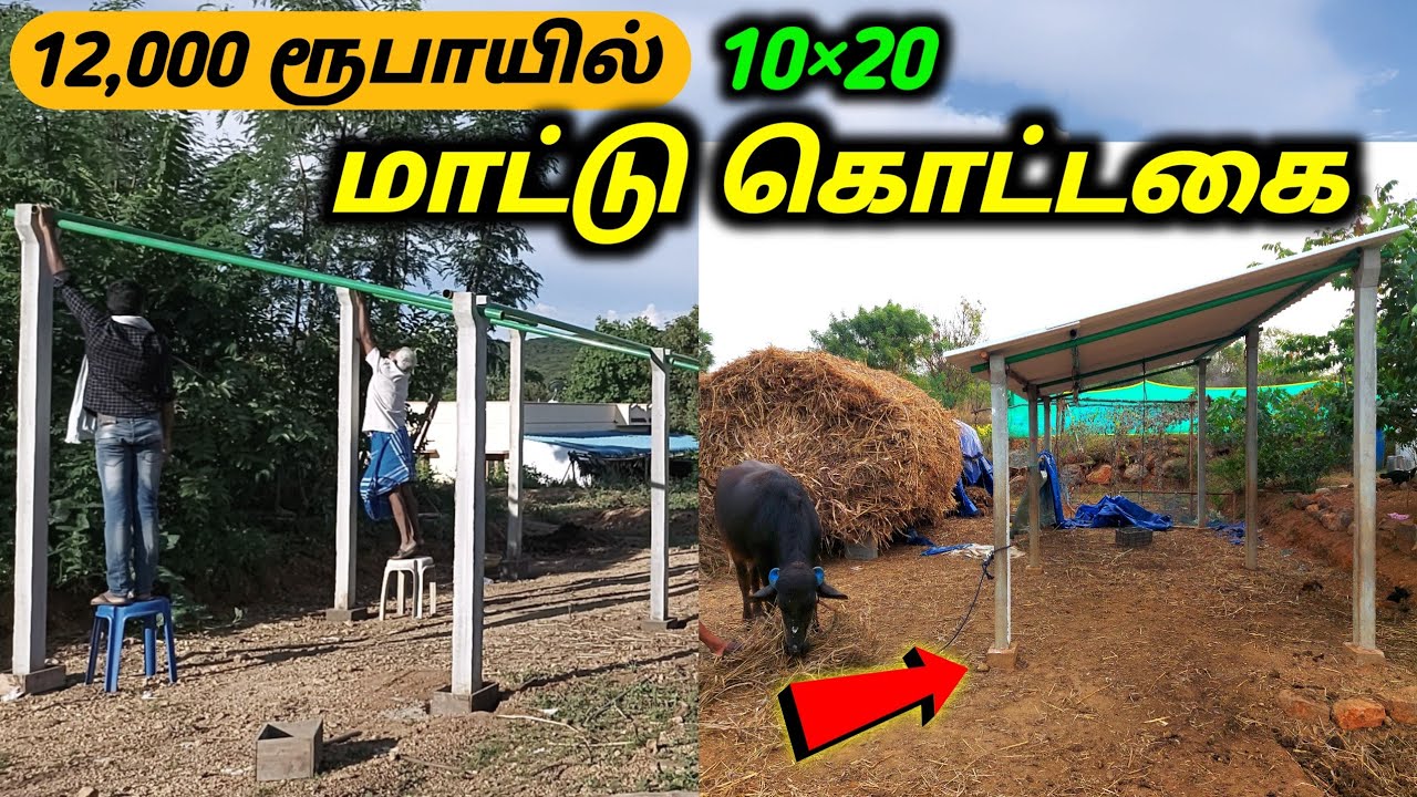 ரூ.12000 -ல் மாட்டு கொட்டகை அமைக்கலாம்! |Cow shed making step by step