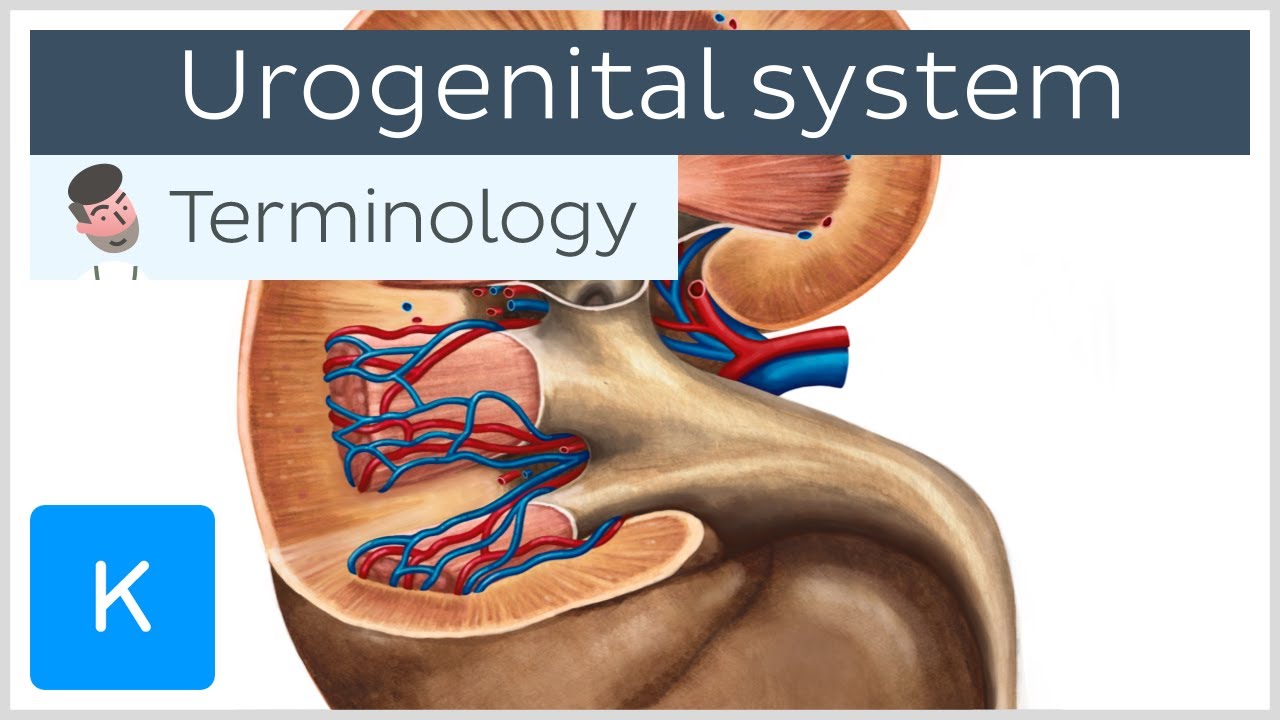 Urogenital system - Anatomical terminology for healthcare professionals | Kenhub
