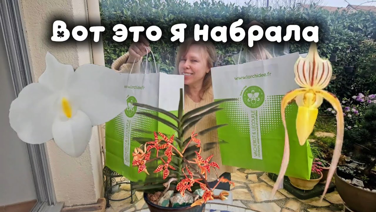 Орхидейная ТЕПЛИЦА ГДЕ Я ВСЁ СКУПИЛА 