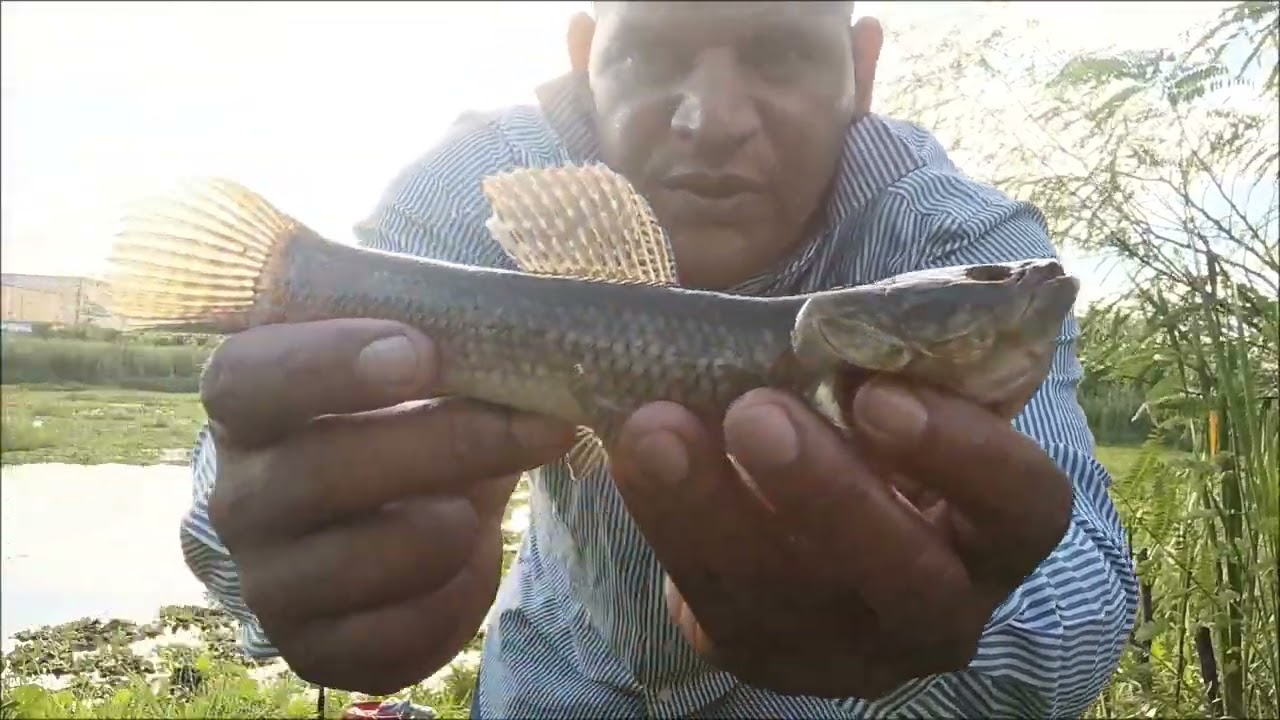 Pescaria na represa das tilapia bruta 