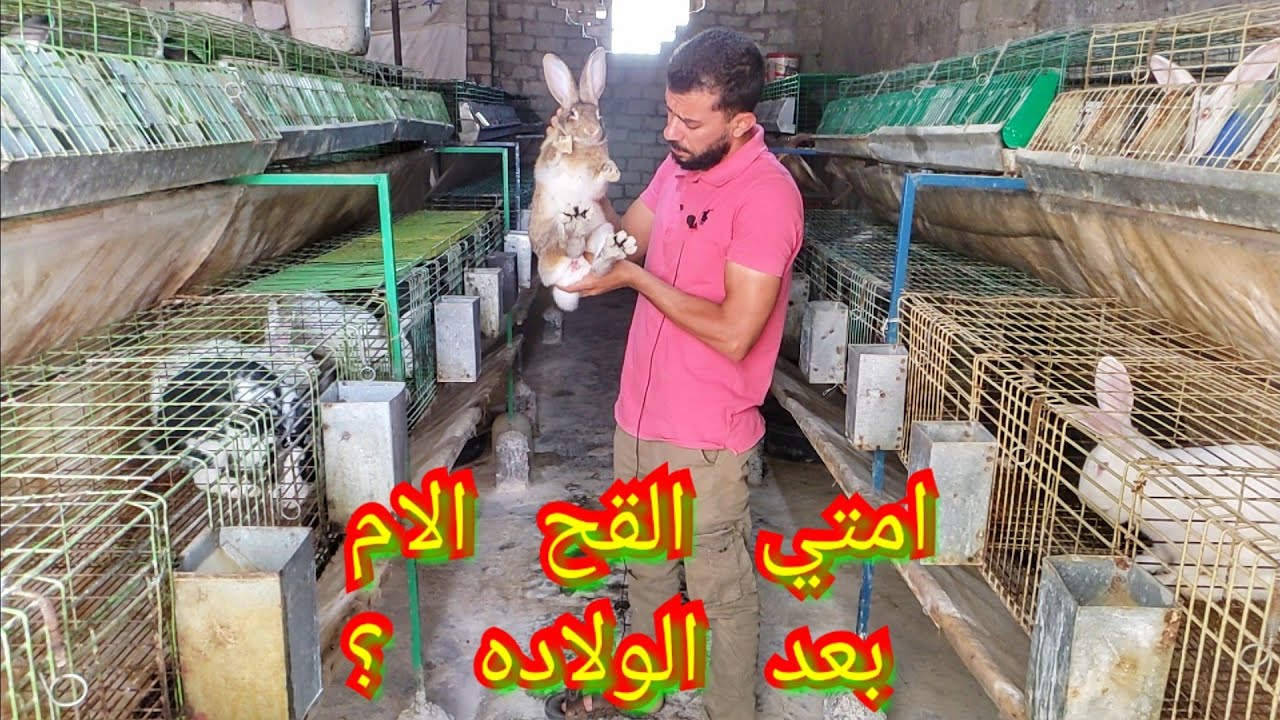 ما هي المواعيد المناسبه لتلقيح الام بعد الولاده