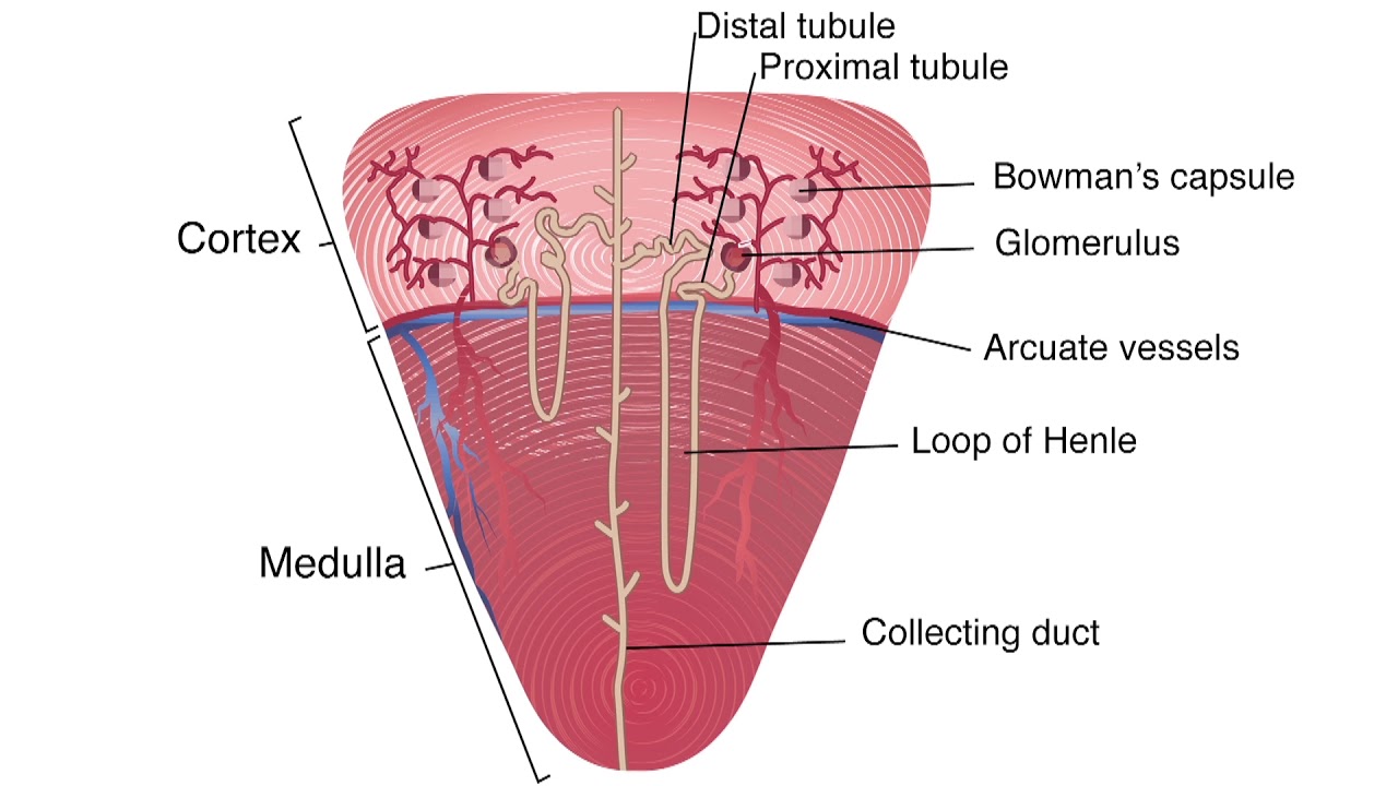 CounterCurrent Mechanism