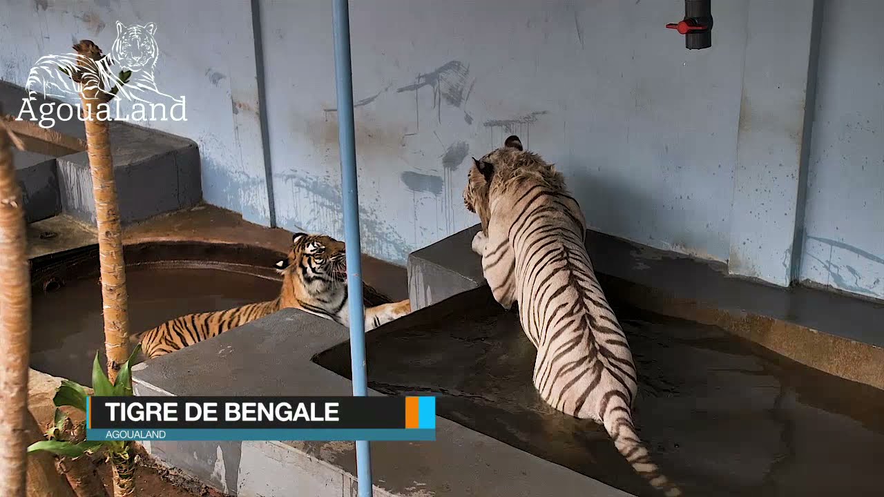 CONNAISSEZ-VOUS LE TIGRE RAILLE !?
