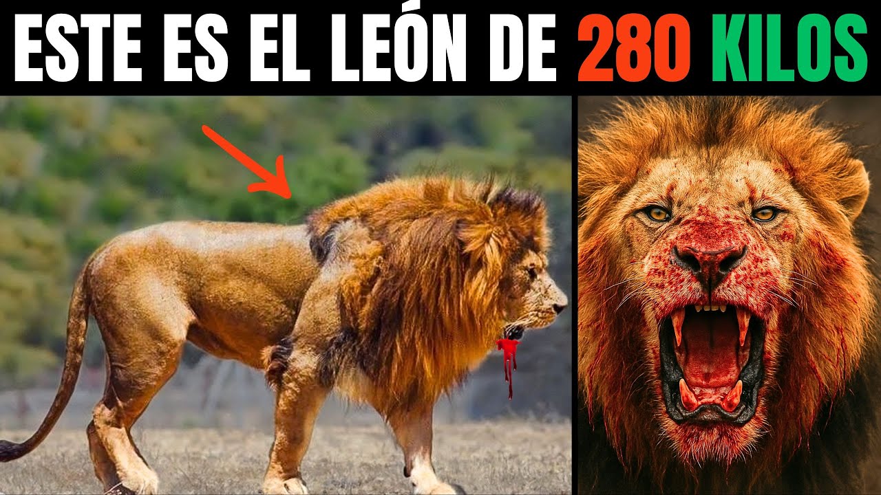 El secreto del Tit&aacute;n Le&oacute;n: &iquest;C&oacute;mo DOMIN&Oacute; a los Tigres en 2025?