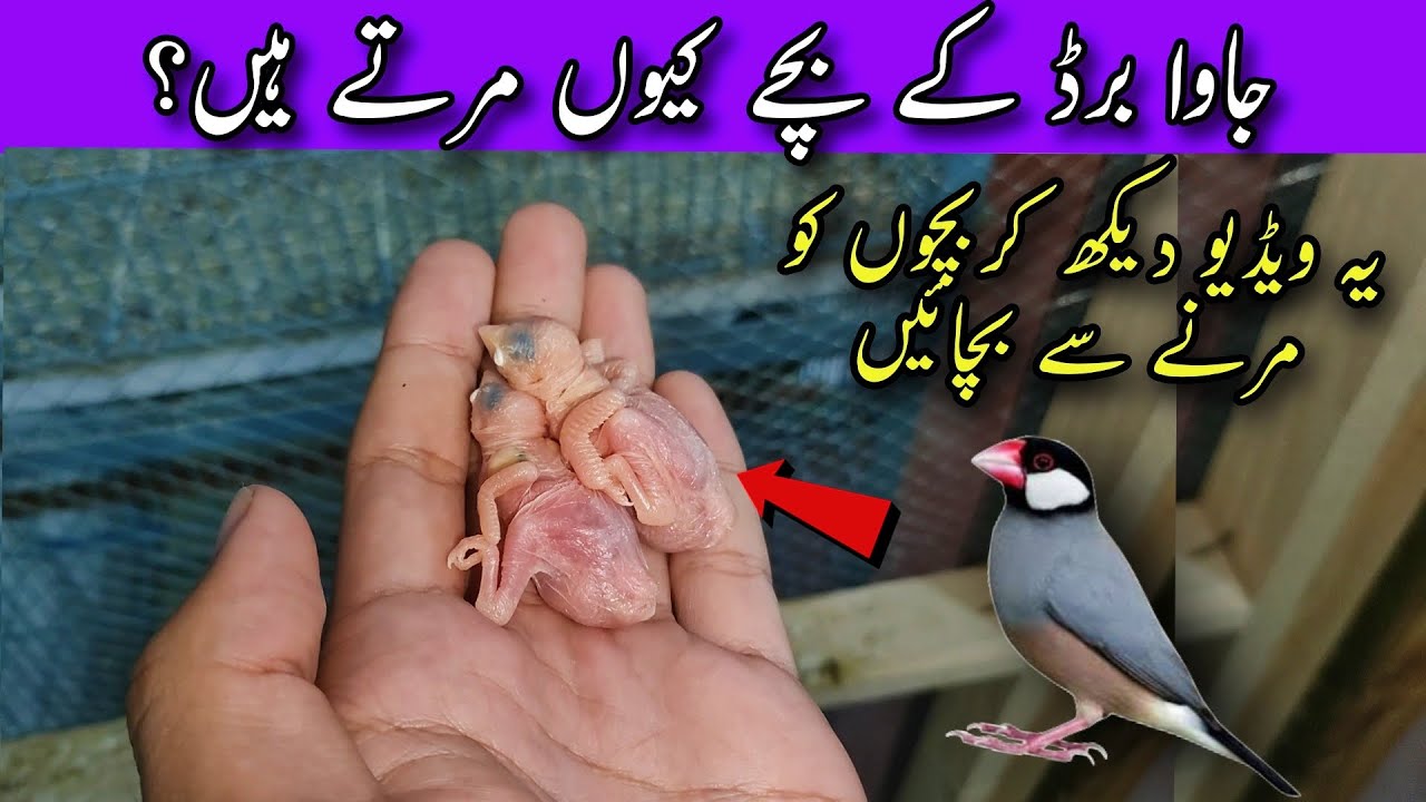 Why Java Sparrow Baby Chicks Die? || Java Bird Ky Bachy Kyun Marti Hain?