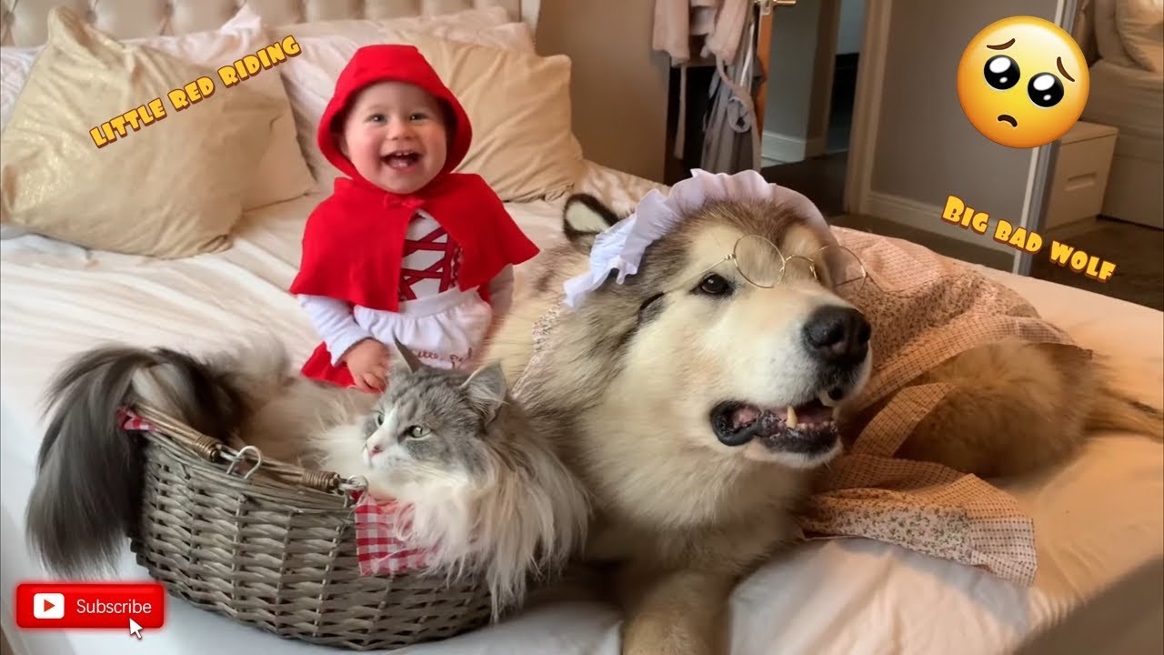 Dog Costumes Halloween Special! Behind The Scenes Vlog (CUTEST EVER!!)