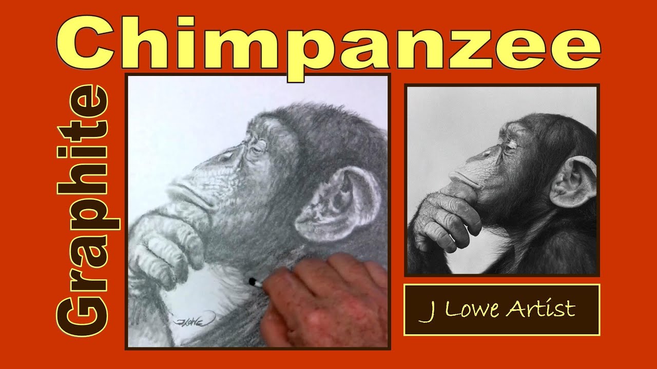HOW TO DRAW A CHIMPANZEE FACE WITH PENCIL
