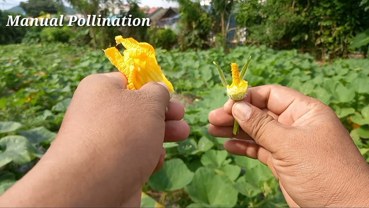 Paano mag Manual Pollination sa Kalabasa at Bakit Kailangan itong Gawin?