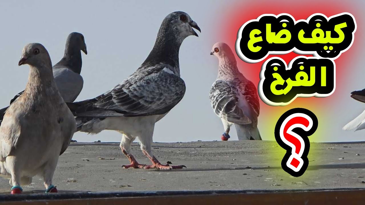 الاجواء الي مثل هيك جيده ام غير صحيه لطيران الفراخ