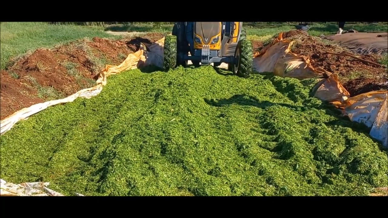 Fizemos silagem de braquiaria