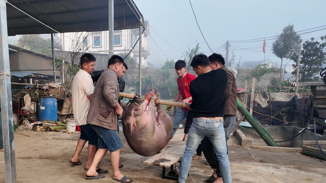 NGẢ LỢN KHỔNG LỒ 200KG NGÀY TẾT TÂY BẮC | Dân Tộc Tây Bắc Tv