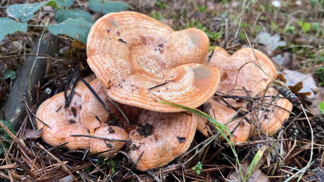 ¡¡NISCALOS POR TODOS LADOS!! (BOLETUS y MACROLEPIOTAS) | 28/10/2024
