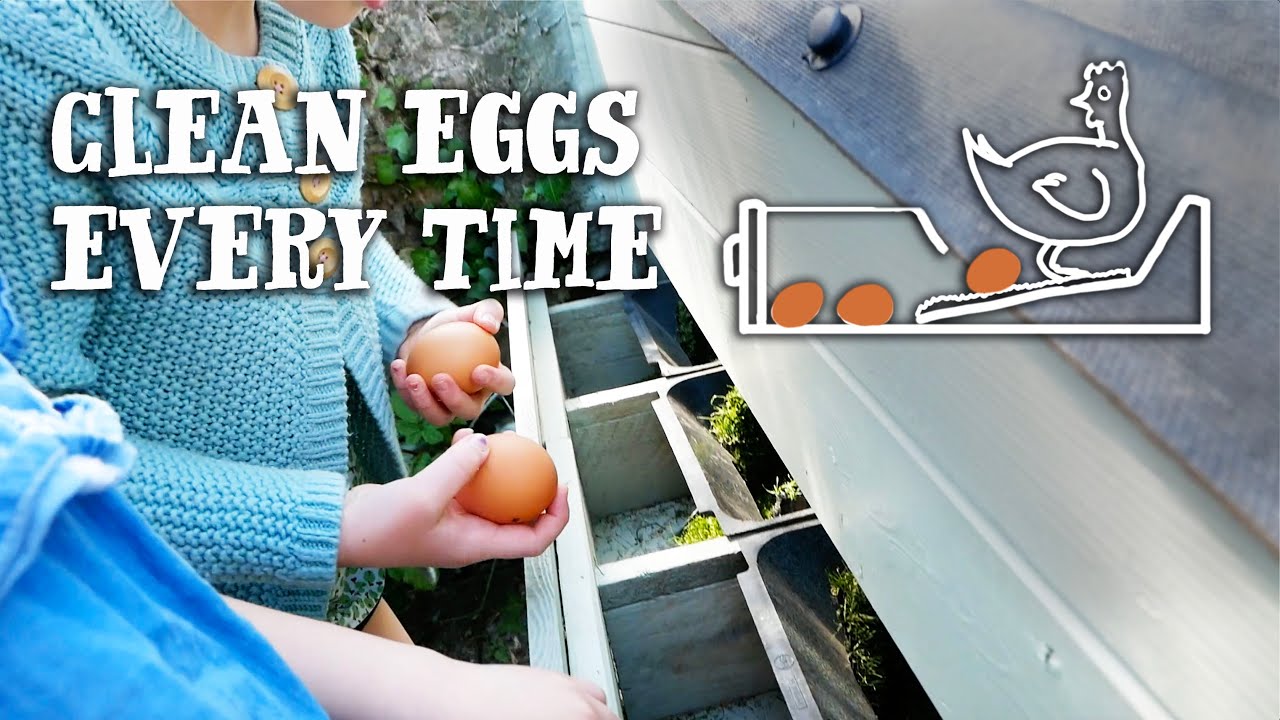 THE EGG DRAWER - Building Roll Away Nest Boxes