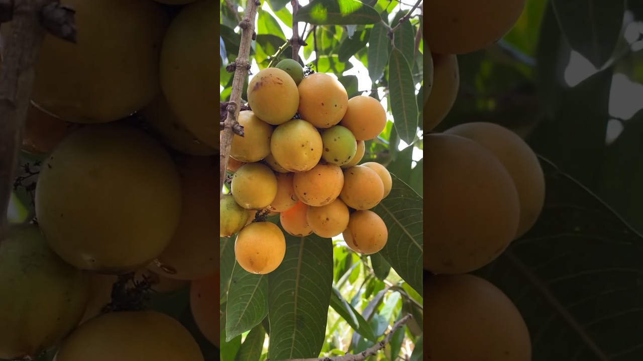 Petik Buah gandaria #gandaria #buahgandaria