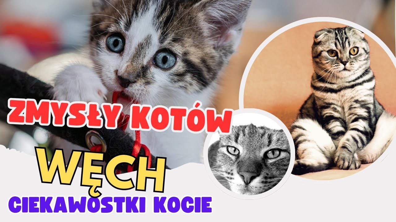 Węch kocie zmysły
