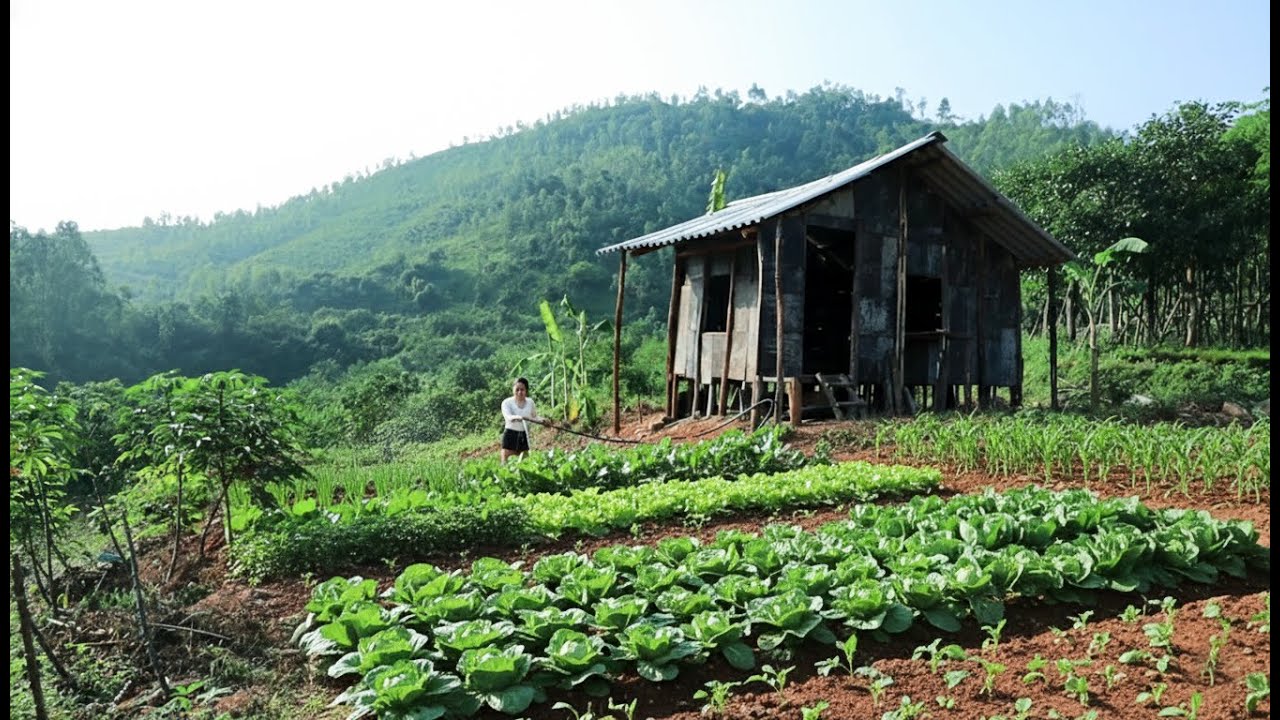 Transforming Barren Land into a Vegetable Garden | Harvesting Cassava Roots in the Countryside