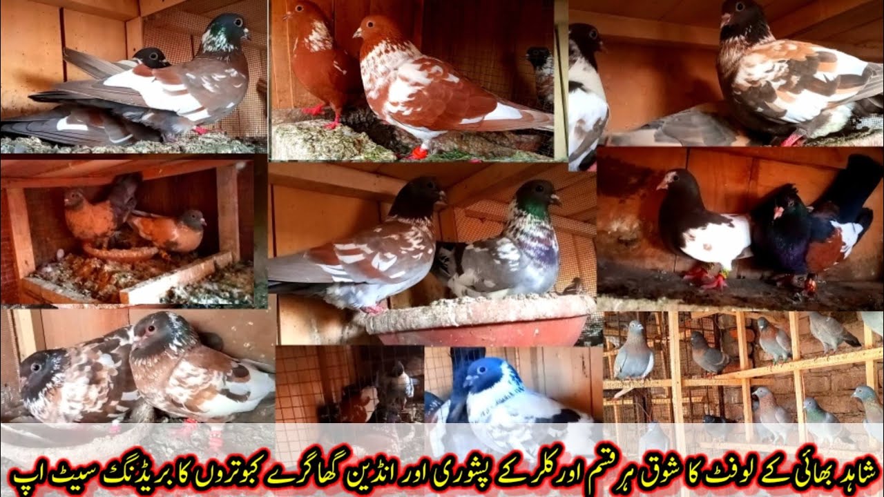 Pakistan Ka Top Peshori & Indean Ghagara Kabootaro Ka Breading Setup
