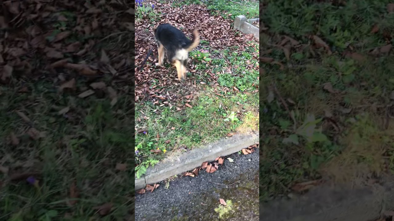 Main trailing with puppy