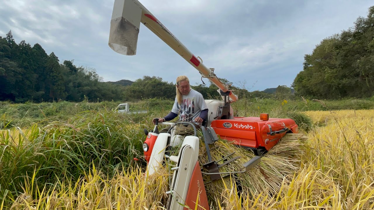 小さくてもコンバイン　クボタ ER211 ラクティ　稲刈りの様子　| COMBINE HARVESTER | KUBOTA ER 211