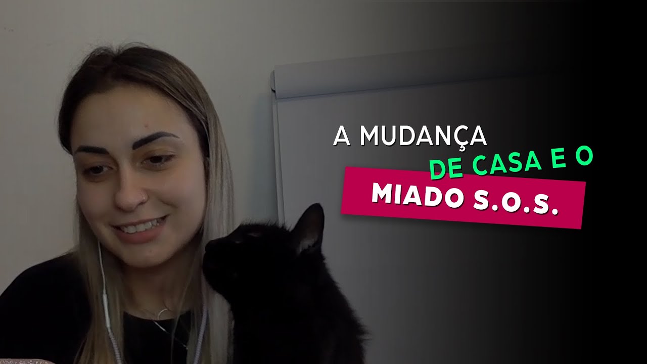Gatos e a mudan&ccedil;a de resid&ecirc;ncia 🏠🏢❔