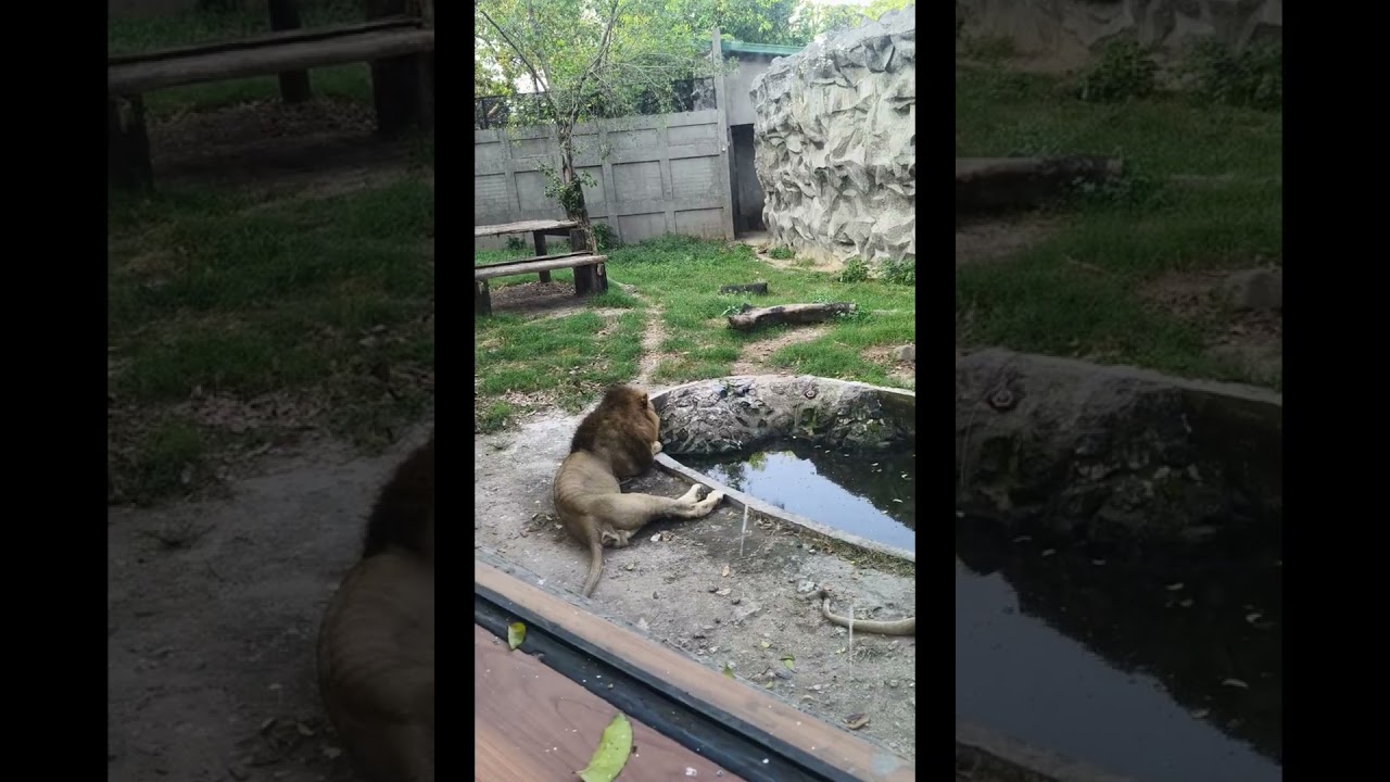 Loob ngayon ng Manila Zoo